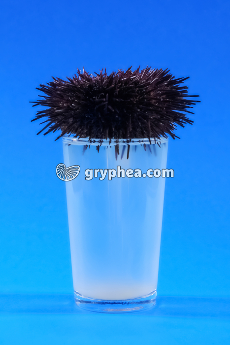 Oursin - Ponte provoquée chez l'Oursin mâle (Paracentrotus lividus)  - gryphea.com